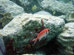 Blackbar Soldiefish