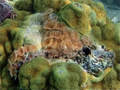 Social Featherduster Worms