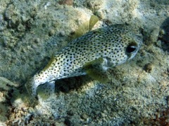 Spotted Burrfish