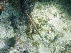 Trumpet Fish (Brown Phase)