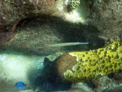 Trumpetfish (Blue phase)