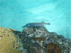 Trumpetfish (Silver phase)