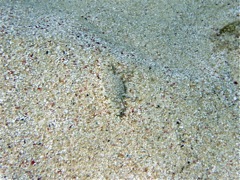 Blotched Swimming Crab