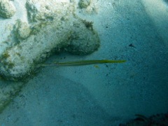 Trumpetfish (Yellow phase)