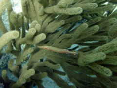 Trumpetfish Juvenile