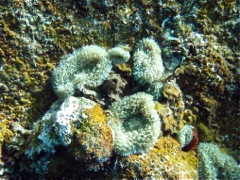 Warty Corallimorph