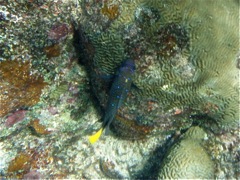 Yellowtail Damselfish (Male)