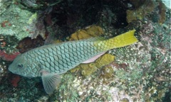 Yellowtail Parrotfish Init