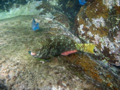 Yellowtail Parrotfish Initial