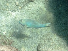Blue Parrotfish Init