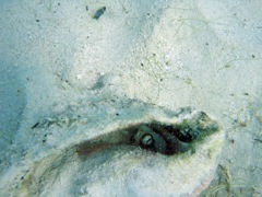 Caribbean Reef Octopus hiding in a shell
