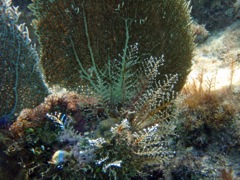 Christmastree Hydroid