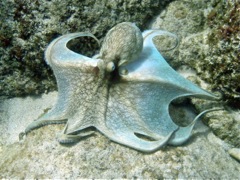 Spring Bay - Common Octopus