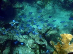 Blue Tank at Mountain Trunk (R)