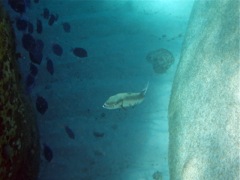 Great Barracuda Spring Bay