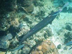 Sharksucker Remora (near dorsal fin on Barracuda)
