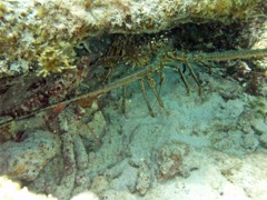 Lobster on Spring Bay