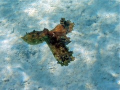 Common Octopus Swimming (Caneel)