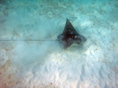 Spotted Eagle Ray On Scott Beach