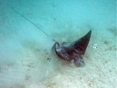 Spotted Eagle Ray feeding