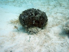 Queem Conch with Ball Sponge