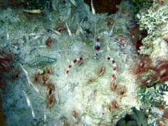 Caneel Coral Community (Shrimp, worm, feather worm, cleaning Goby
