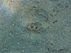 Rough Box Crab hiding at Caneel