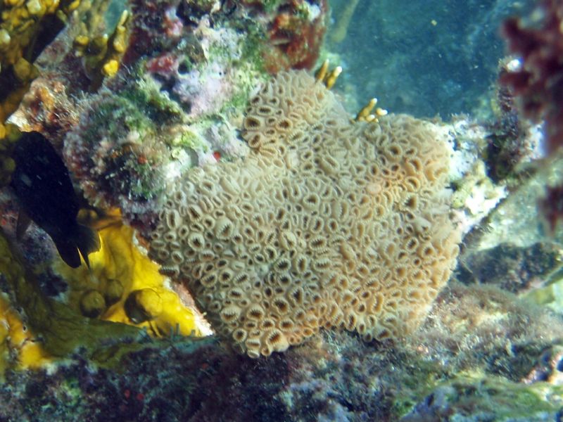Elliptcal Star Coral