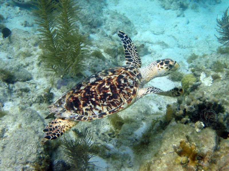 Hawkbill Sea Turtle