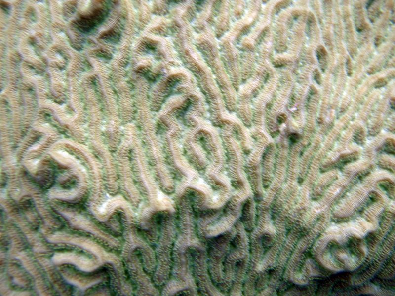 Knobby Brain Coral (Close)