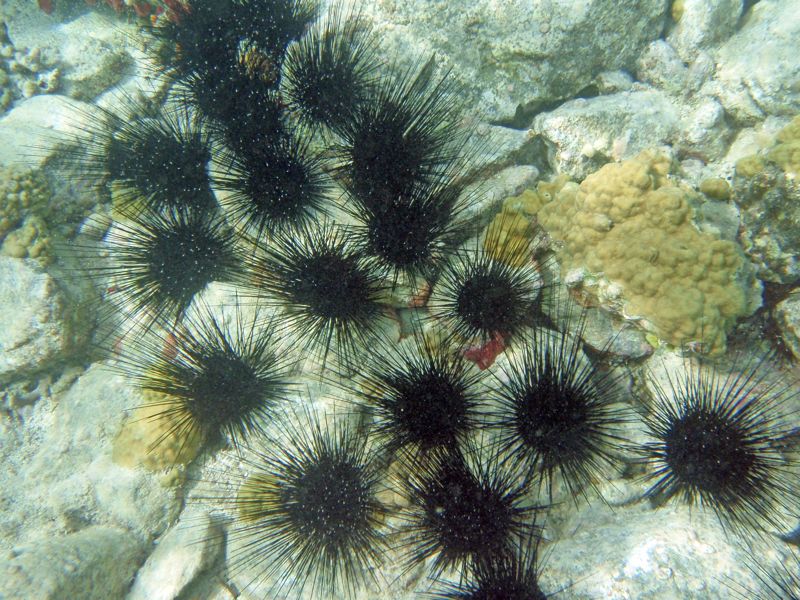 Longspine Sea Urchins 