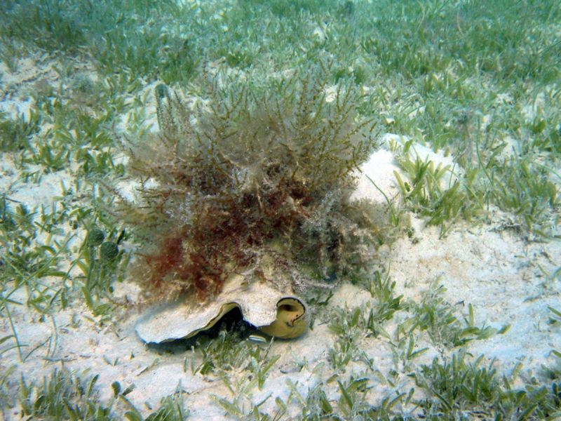 Queen Conch with decoration