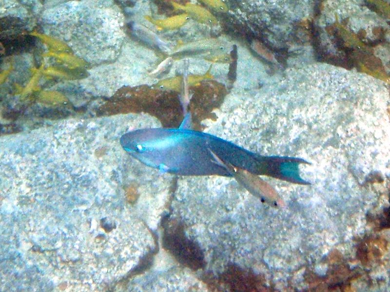 Redtail Parrotfish