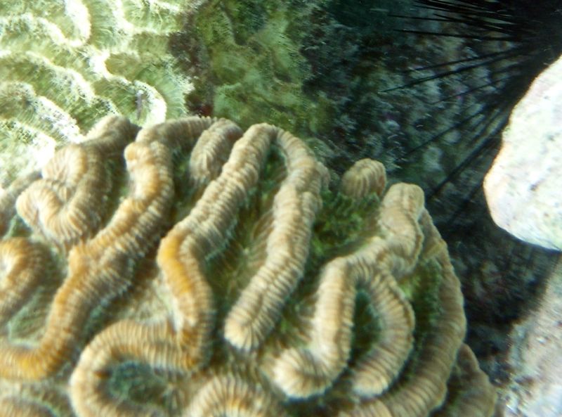 Rose Coral (Close)