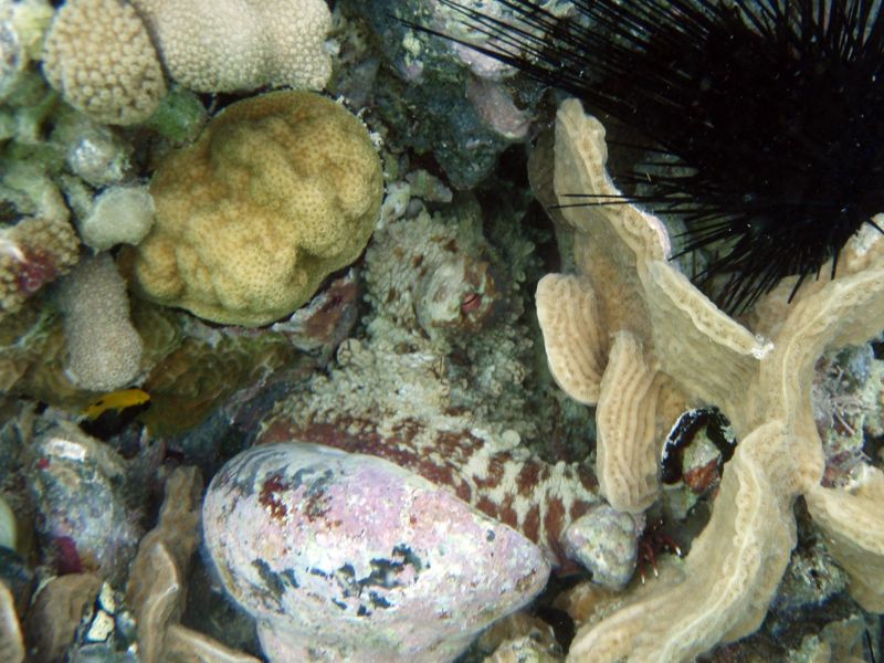 Common Octopus eating a Banded Trochus Snail
