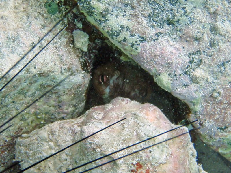 Common Octopus Peeking out!  