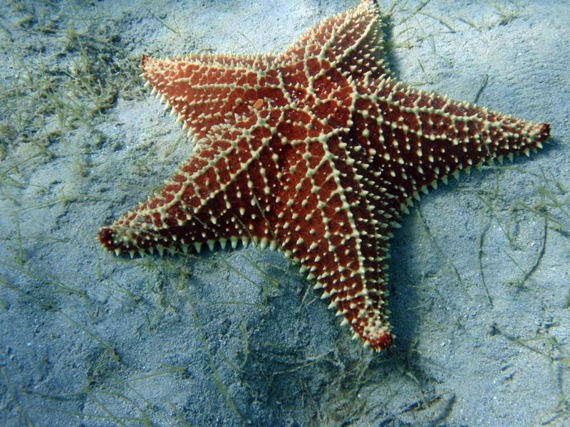 Cusioned Sea Star