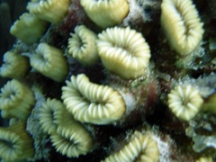 Eliptical Star Coral (Close)