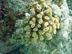 Elliptical Star Coral (Close)