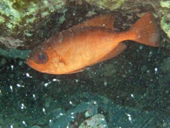 Glass-Eyed Snapper