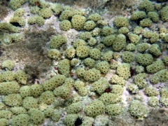 Golfball Coral