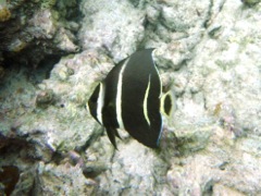 Gray Angelfish Juvenile