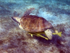 Green Sea Turtle with Sharksucker Remora