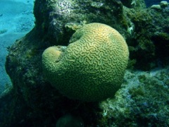 Grooved Brain Coral