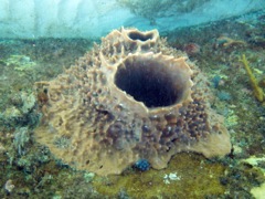 Barrel Sponge?