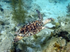 Hawkbill Sea Turtle