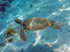 Hawksnest Green Sea Turtle 