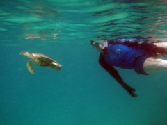 Hawsbill Sea Turtle & Sharon