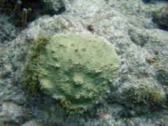 Knobby Brain Coral
