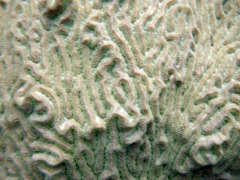 Knobby Brain Coral (Close)